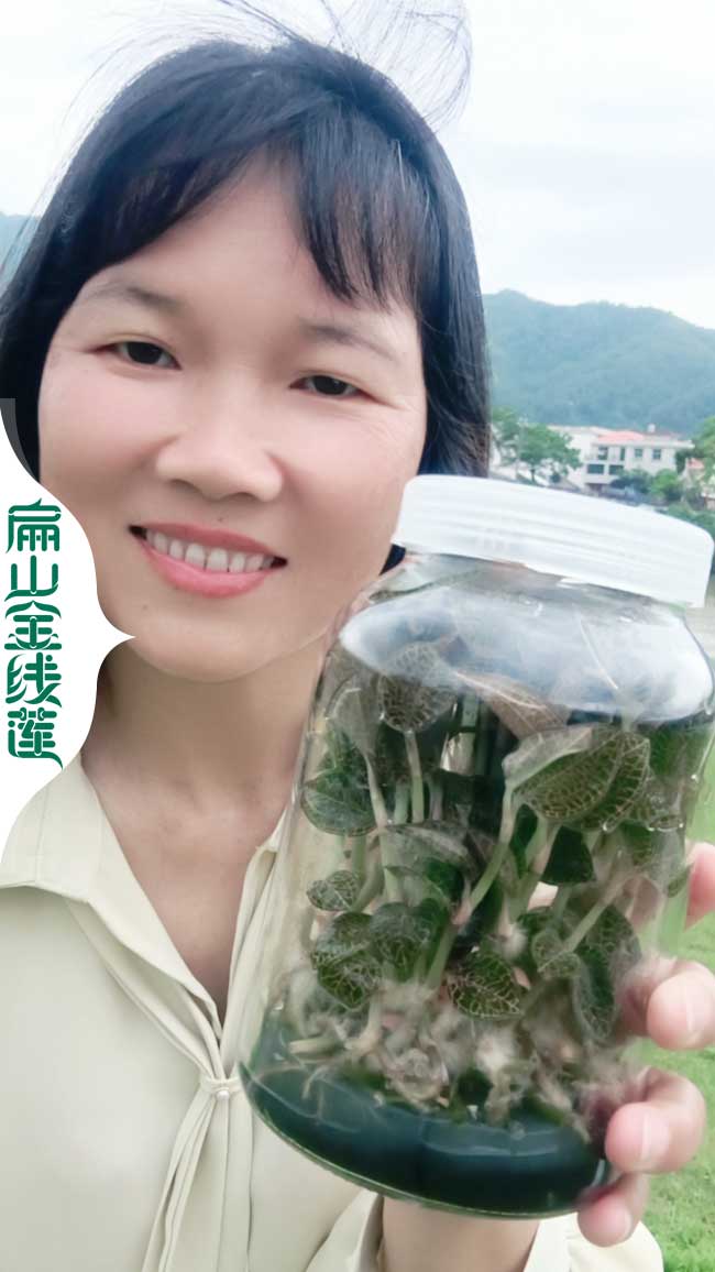 沛縣金線蓮種苗批發