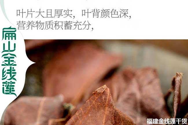 達州金線蓮瓶裝苗