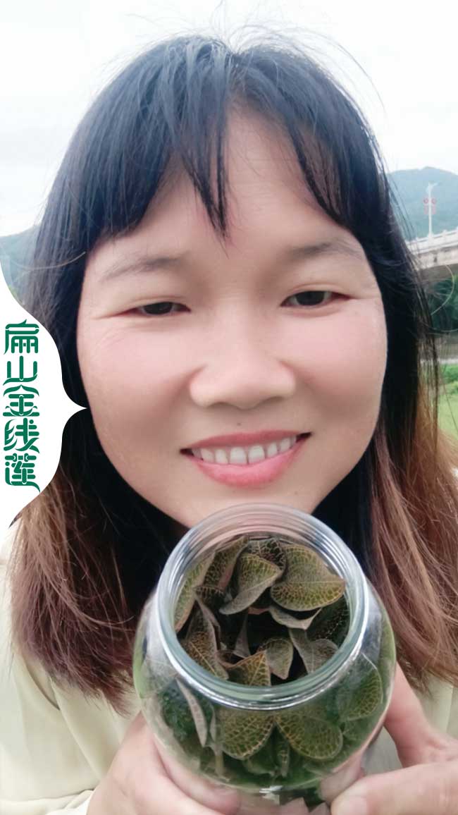 美人紅 福建金線蓮種植基地種苗批發 漳州美人紅金線蓮價格9元