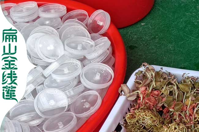 棗莊金線蓮種苗批發