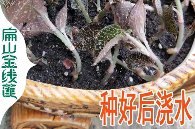 扁山甘孜的金線蓮種植基地 甘孜金線蓮種苗批發小價格0.59元