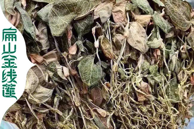 濟源金線蓮干貨批發