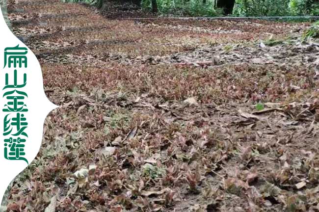 扁山福建的福州標準金線蓮組培苗培育基地歡迎考察加盟銷路
