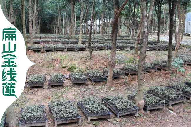 林下 泉州金線蓮種植基地 泉州金線蓮種苗培育批發1.8元/珠