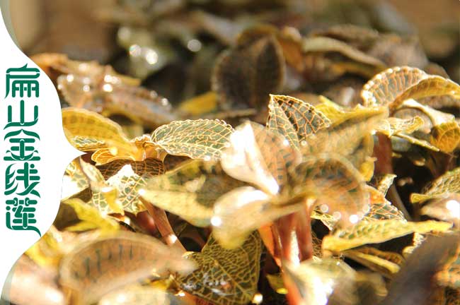 大南陽開封賣金線蓮種苗干品從種植基地直批發價0.57元/KE