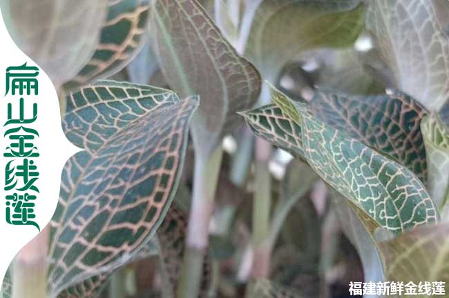 干貨 上海虹口楊浦金線蓮批發 閔行金線蓮種植基地0.9元/珠