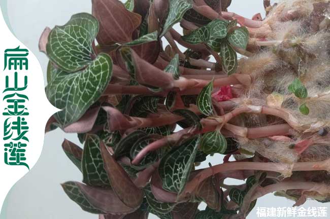 麗水金線蓮干活批發
