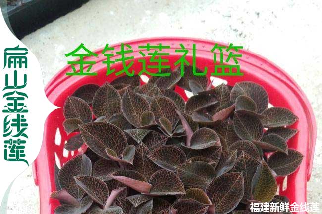 福建金線蓮批發