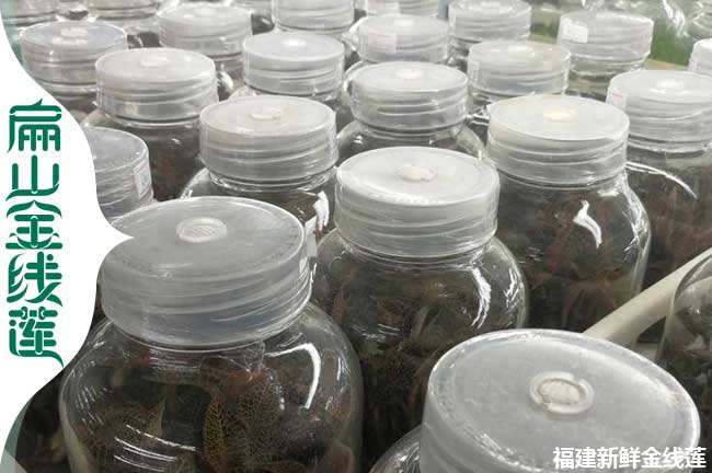 天水金線蓮瓶苗批發