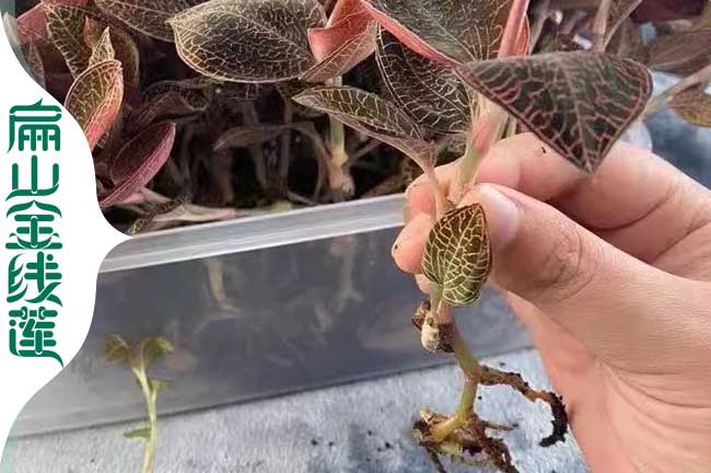 天水金線蓮瓶苗批發