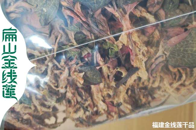 天水金線蓮瓶苗批發