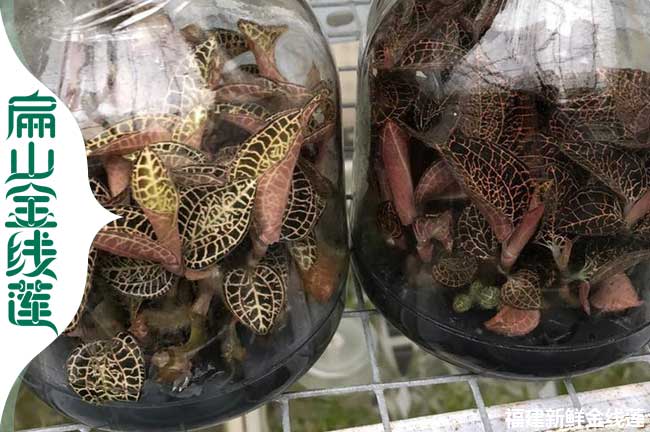 2023種苗干貨 內江金線蓮種苗批發 內江金線蓮種植基地0.8元