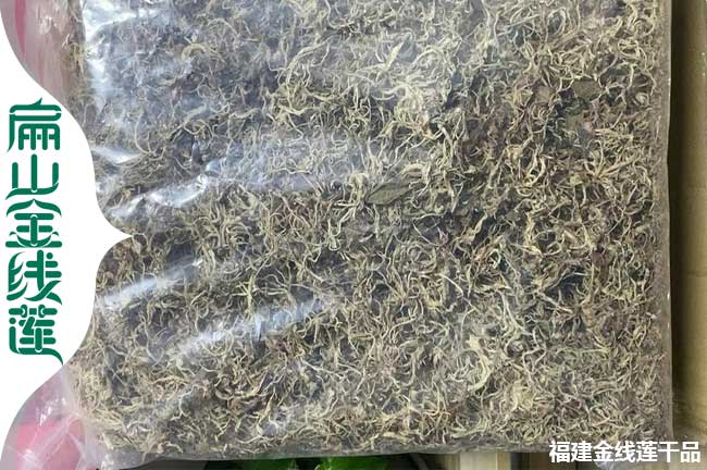 扁山福建的福州標準金線蓮組培苗培育基地歡迎考察加盟銷路