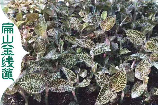1號金線蓮苗 眉山金線蓮種苗批發 眉山金線蓮種植基地0.8元