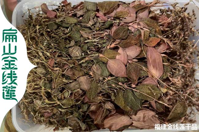 林下 泉州金線蓮種植基地 泉州金線蓮種苗培育批發1.8元/珠