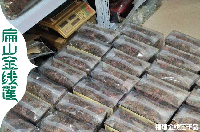 扁山福建的福州標準金線蓮組培苗培育基地歡迎考察加盟銷路