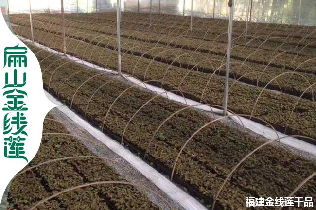 各省金線蓮種植方法與林下種植金線蓮特點 陽光溫度濕度