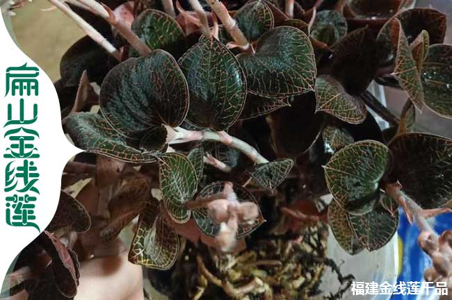 臺州新鮮金線蓮批發