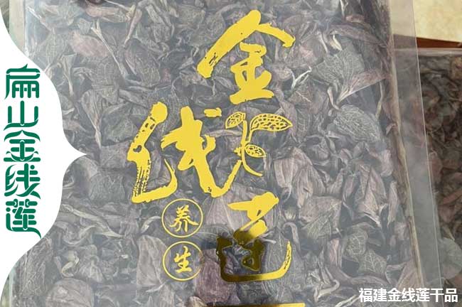 干金線蓮批發