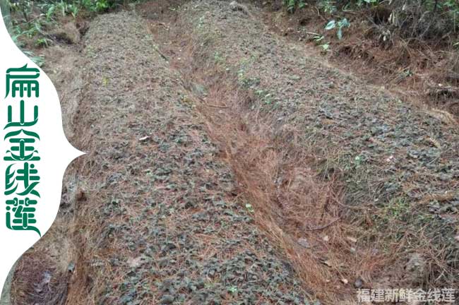 扁山福建的福州標準金線蓮組培苗培育基地歡迎考察加盟銷路