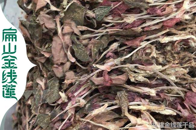 衢州金線蓮干貨批發