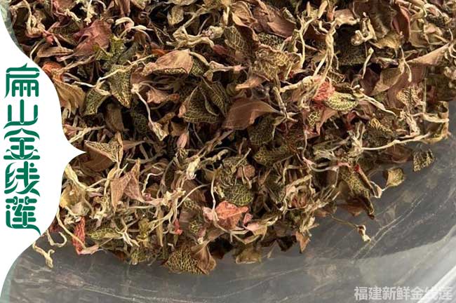 子洲縣金線蓮干貨批發
