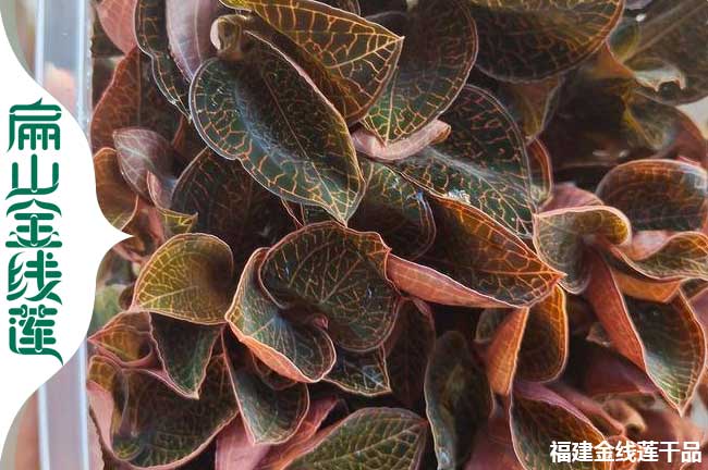攀枝花金線蓮苗批發