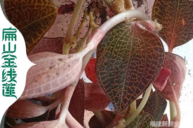 干貨 紹興金線蓮種苗培育 紹興的金線蓮標準化批發價格0.7元
