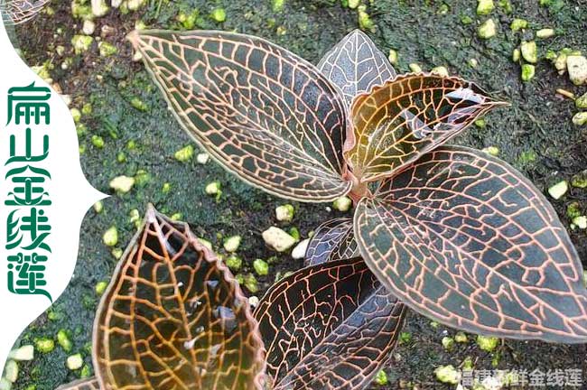 安徽成功種植金線蓮種苗基地 安徽紅霞金線蓮干貨批價8元