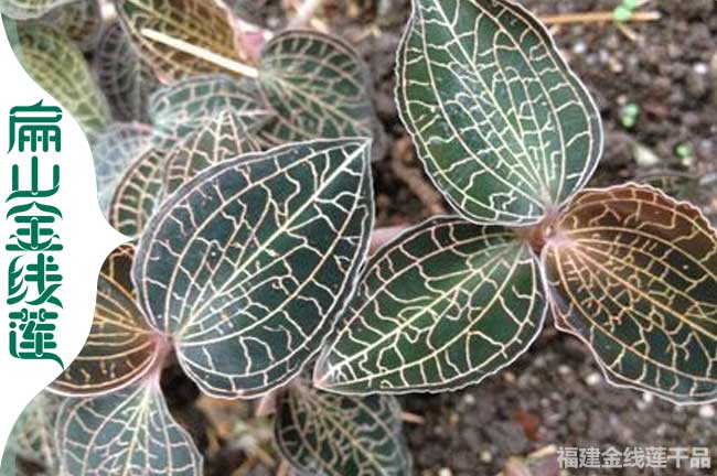 SO海西海南金線蓮種植基地 金線蓮種苗干品589元批發價
