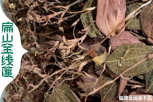 金線蓮干品批發