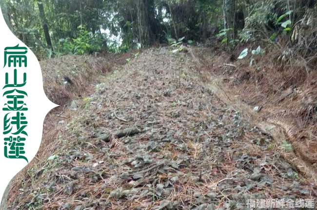 扁山福建的福州標準金線蓮組培苗培育基地歡迎考察加盟銷路