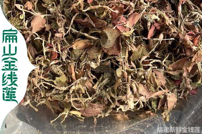 青海金線蓮干品批發