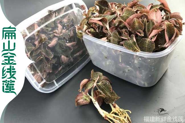 扁山 滄州衡水金線蓮種苗和金線蓮干貨批發什么價格0.6元/珠