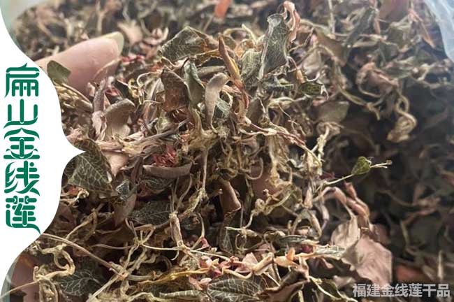 麗水金線蓮干活批發