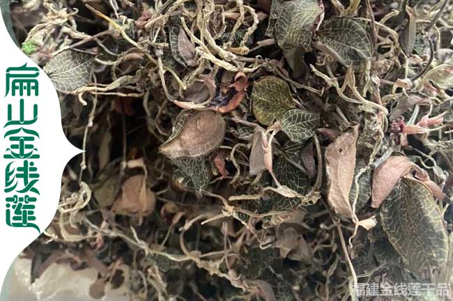 平涼金線蓮干貨批發