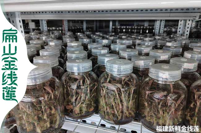 扁山商洛的金線蓮種植標準基地 商洛批發金線蓮種苗0.8元/珠