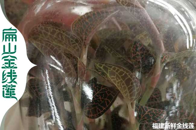 陽泉金線蓮干品
