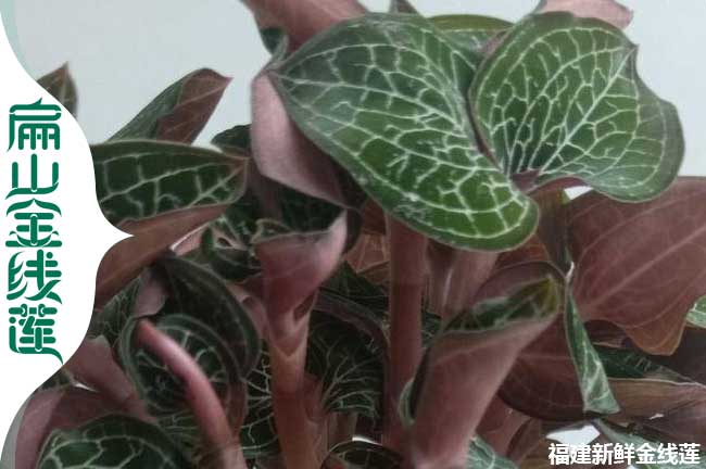 甘孜新鮮金線蓮批發