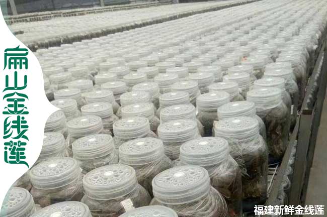 天水金線蓮瓶苗批發