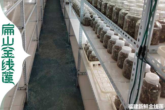邢臺規模生產金線蓮