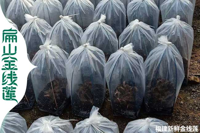 寶雞金線蓮種苗批發