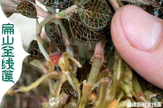 5號金線蓮南充種苗 四川南充金線蓮種植基地批發0.9元/顆