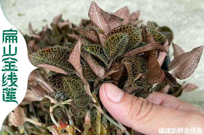 10號金線蓮種苗 遂寧金線蓮種植基地 新鮮干貨批發90萬珠