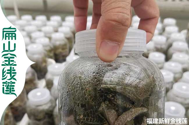迷人廈門金線蓮種苗干貨批發 廈門新鮮金線蓮種植基地1元