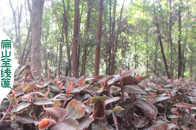 扁山渝中萬州涪陵區金線蓮種苗 2年油茶苗批發 50CM 2元一珠