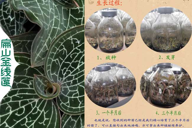 福建標準茶葉苗培育基地 鐵觀音龍井浙農117烏龍茶葉批發1元