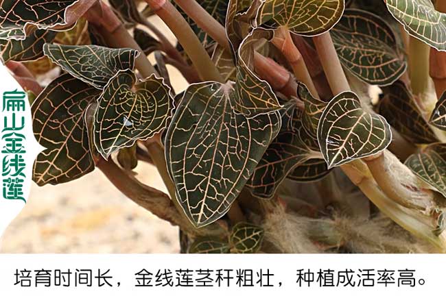 云陽縣金線蓮種苗批發