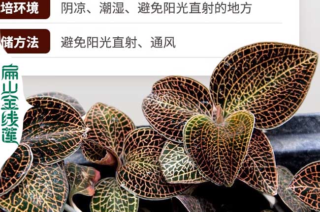 池州金線蓮種苗批發