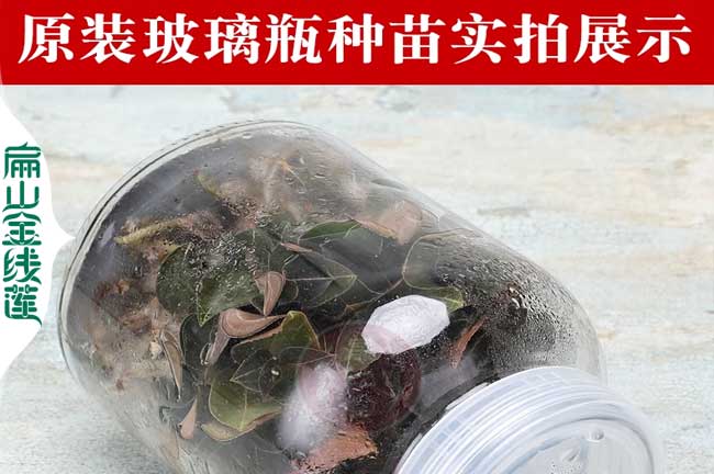 2023標準 巴南黔江江津的金線蓮種植基地 種苗批發價0.69元